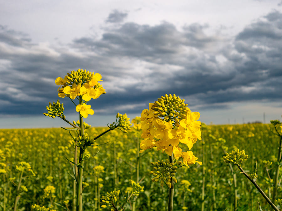 ОЗИМИЙ РІПАК, НА ПОЛЯХ TEKOM AGRO GROUP, У ФАЗІ ПОЧАТКУ ЦВІТІННЯ АБО Ж ЦВІТІННЯ