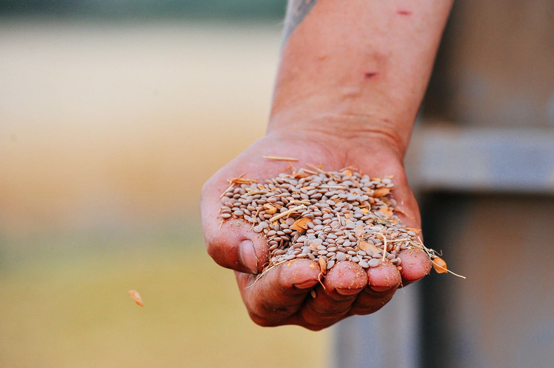 В ГОСПОДАРСТВАХ TEKOM AGRO GROUP ЗАВЕРШЕНО ЗБИРАННЯ ВРОЖАЮ СОЧЕВИЦІ