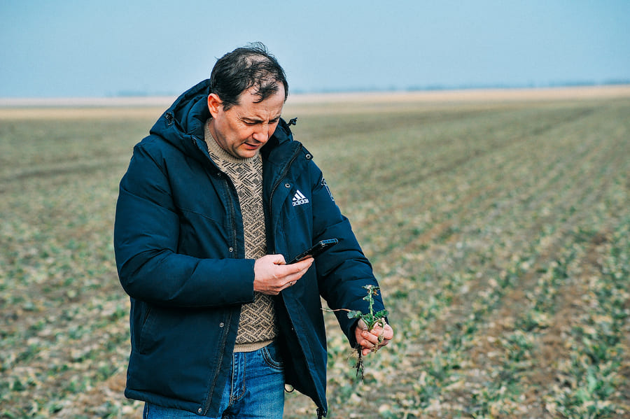 ОЗИМИЙ РІПАК, НА ПОЛЯХ 