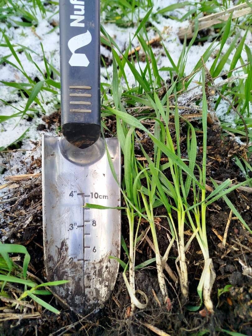 ОЗИМА М’ЯКА ПШЕНИЦЯ, ЯКУ ПОСІЯЛИ ПІД ВРОЖАЙ-2026, УВІЙШЛА В СІЧЕНЬ У ФАЗІ КУЩЕННЯ