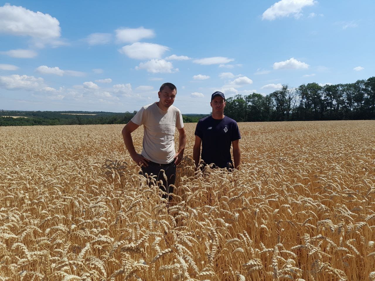 ОБМОЛОТОМ БЕЗОСТИХ СОРТІВ ПШЕНИЦІ, ФАХІВЦІ ВІДДІЛКУ ДІБРІВКА ТОВ