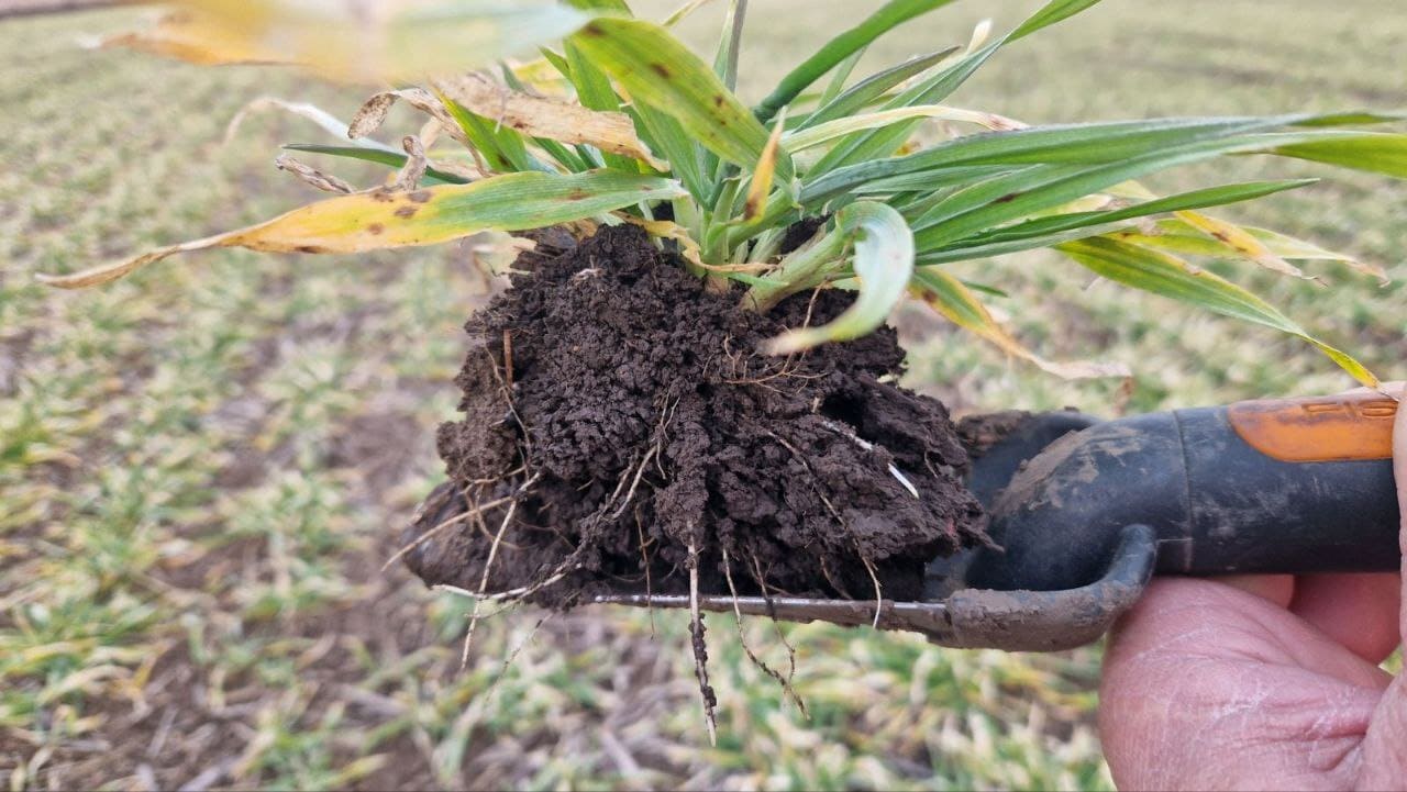 ВСІ ПОСІЯНІ КУЛЬТУРИ В ТДВ 