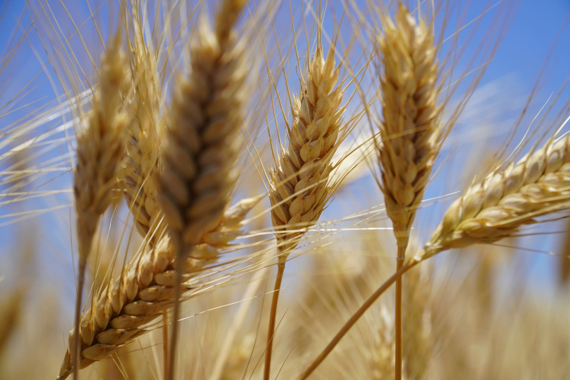 TEKOM AGRO GROUP ДЕЩО ЗБІЛЬШИВ ПЛОЩІ ПІД ТВЕРДОЮ ПШЕНИЦЕЮ