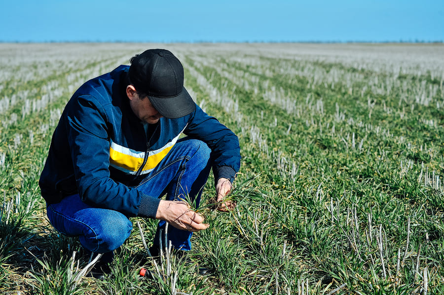 МОНІТОРИНГ ПОСІВІВ ОЗИМИХ КУЛЬТУР ПІСЛЯ ВІДНОВЛЕННЯ ВЕГЕТАЦІЇ