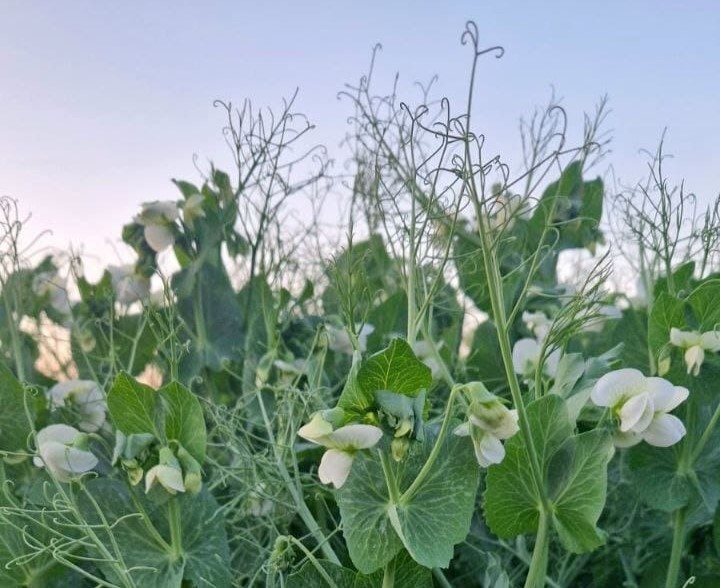 ЦВІТІННЯ ЗИМУЮЧОГО ГОРОХУ В ГОСПОДАРСТВАХ TEKOM AGRO GROUP