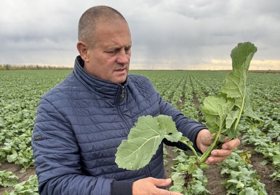 ІНСПЕКТУВАННЯ ПОСІВІВ ОЗИМОГО РІПАКУ У ТОВ 