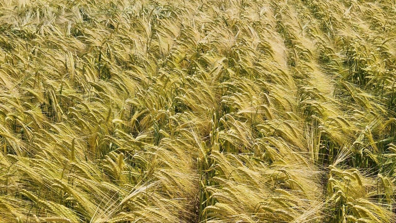 ПОСІВИ ОЗИМОГО ЯЧМЕНЮ У ФАЗІ ВОСКОВОЇ СТИГЛОСТІ