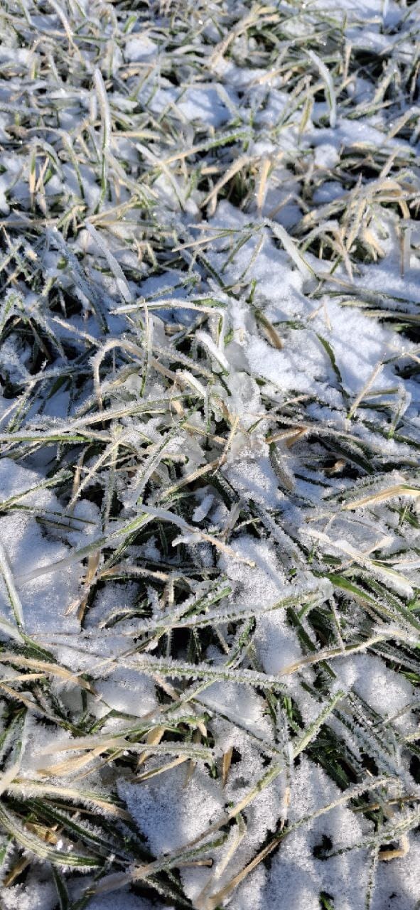 КРИТИЧНИХ ТЕМПЕРАТУР ВИМЕРЗАННЯ, ДЛЯ ОЗИМИХ, В ЗОНІ РОЗТАШУВАННЯ ЗЕМЕЛЬ ТОВ 
