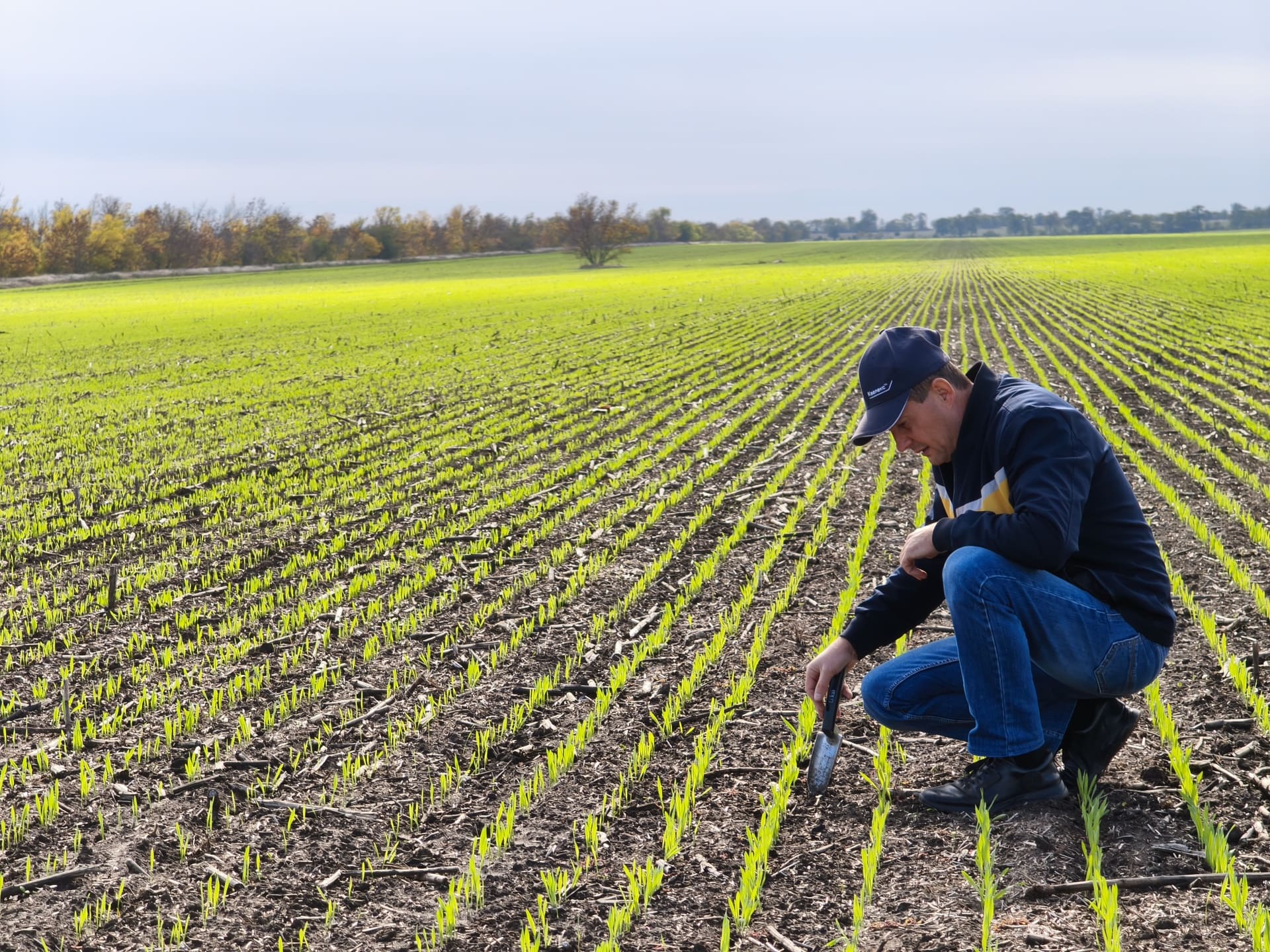 МОНІТОРИНГ РОЗВИТКУ РОСЛИН ОЗИМИХ КУЛЬТУР