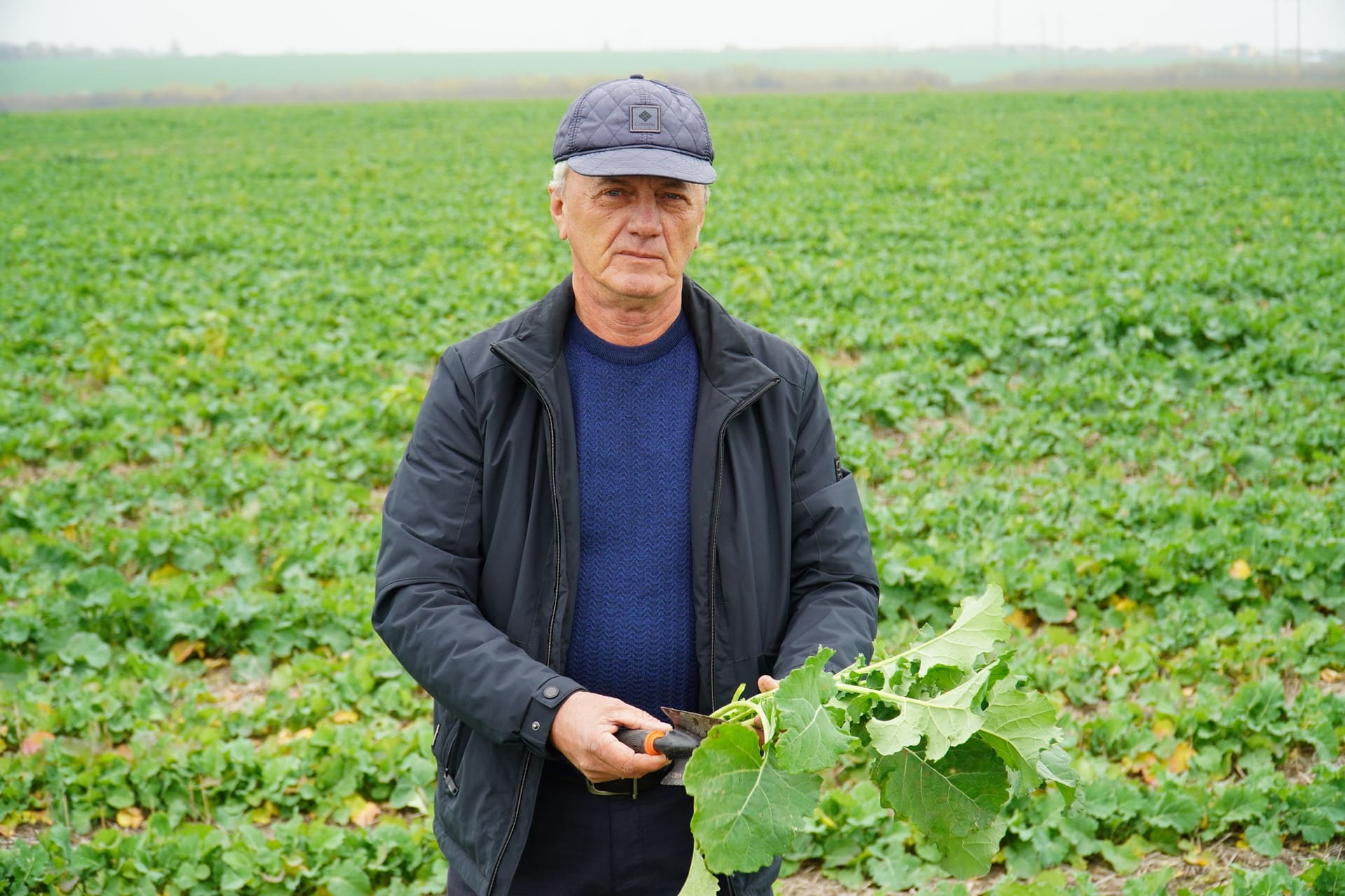 МОНІТОРИНГ ФІТОСАНІТАРНОГО СТАНУ ПОСІВІВ ОЗИМОГО РІПАКУ В ТДВ 