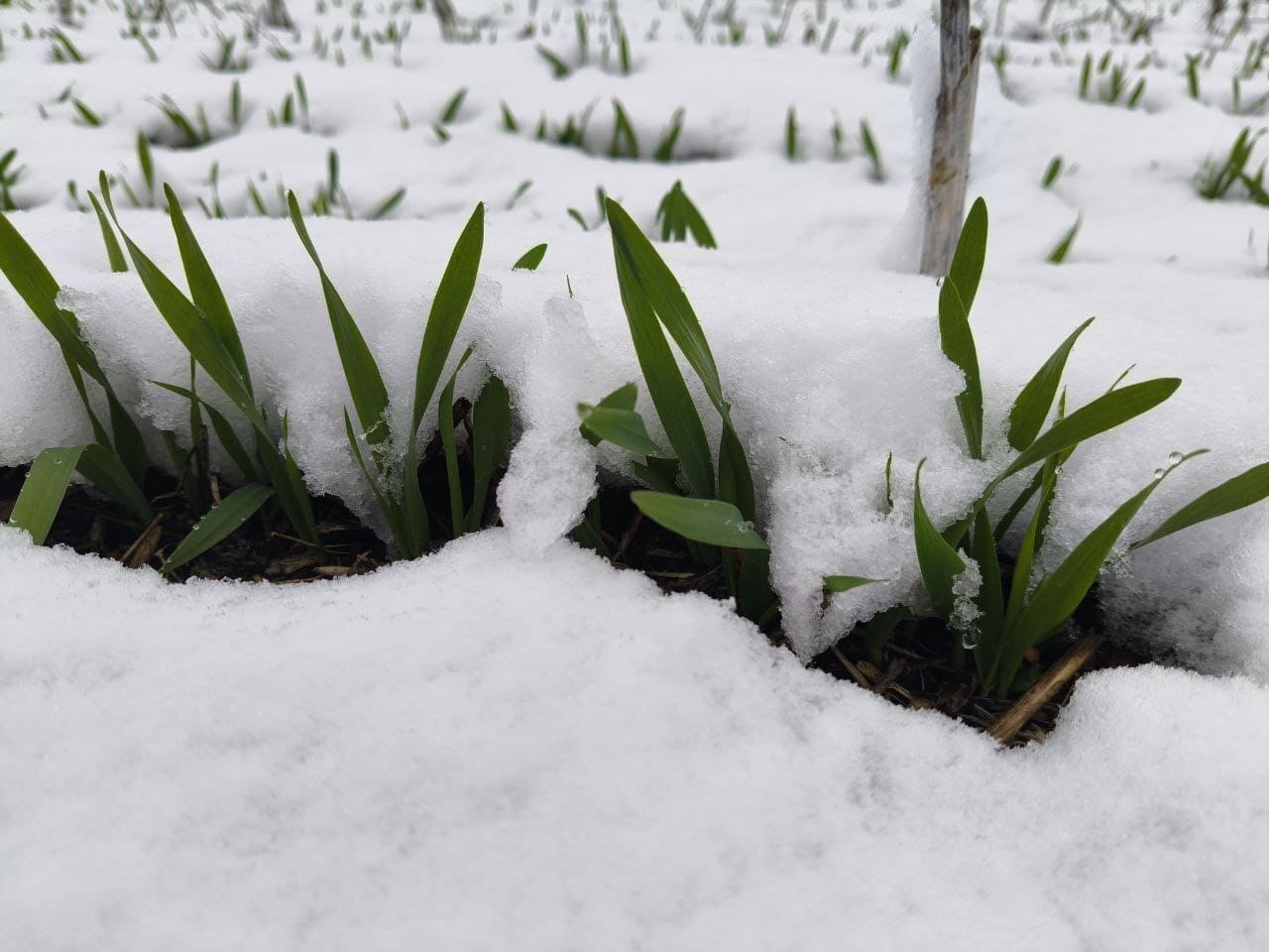 ПЕРШИЙ СНІГ, У 2025 РОЦІ, ВКРИВ ПОСІВИ ОЗИМИНИ В ТОВ 