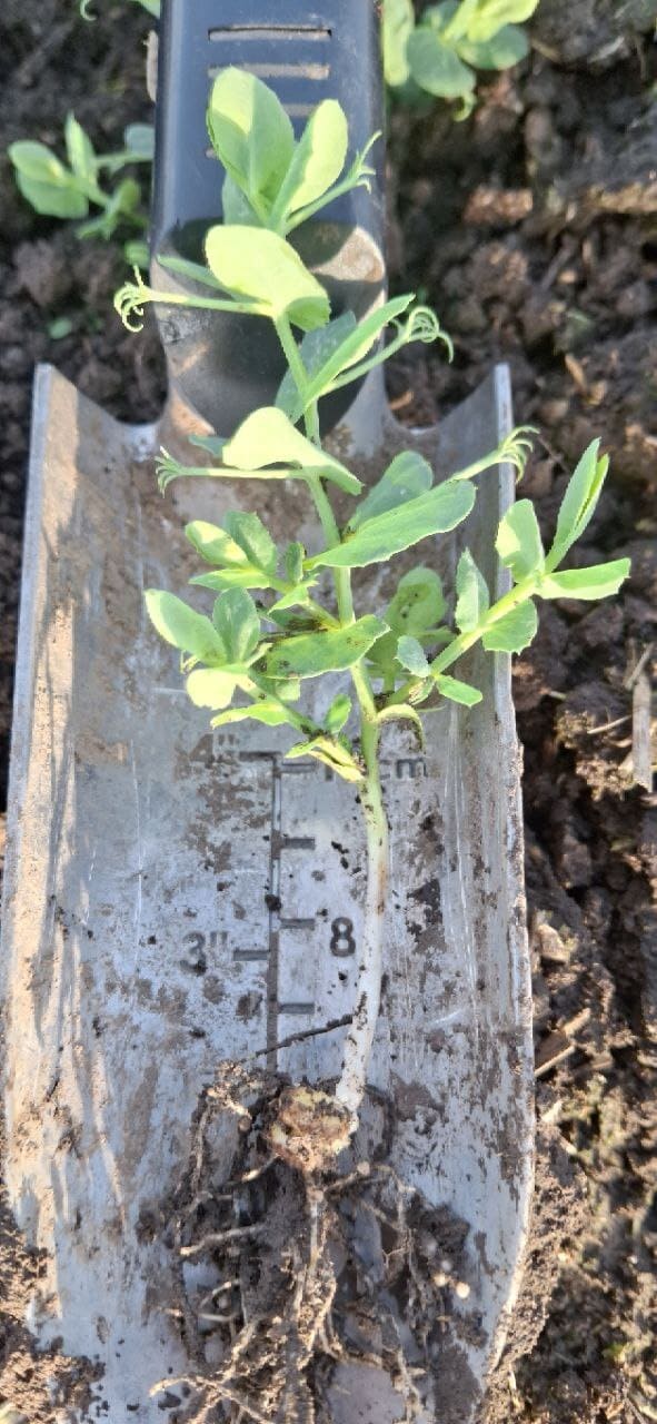 ГОРОХ ЗИМУЮЧИЙ - ПЕРСПЕКТИВНА КУЛЬТУРА