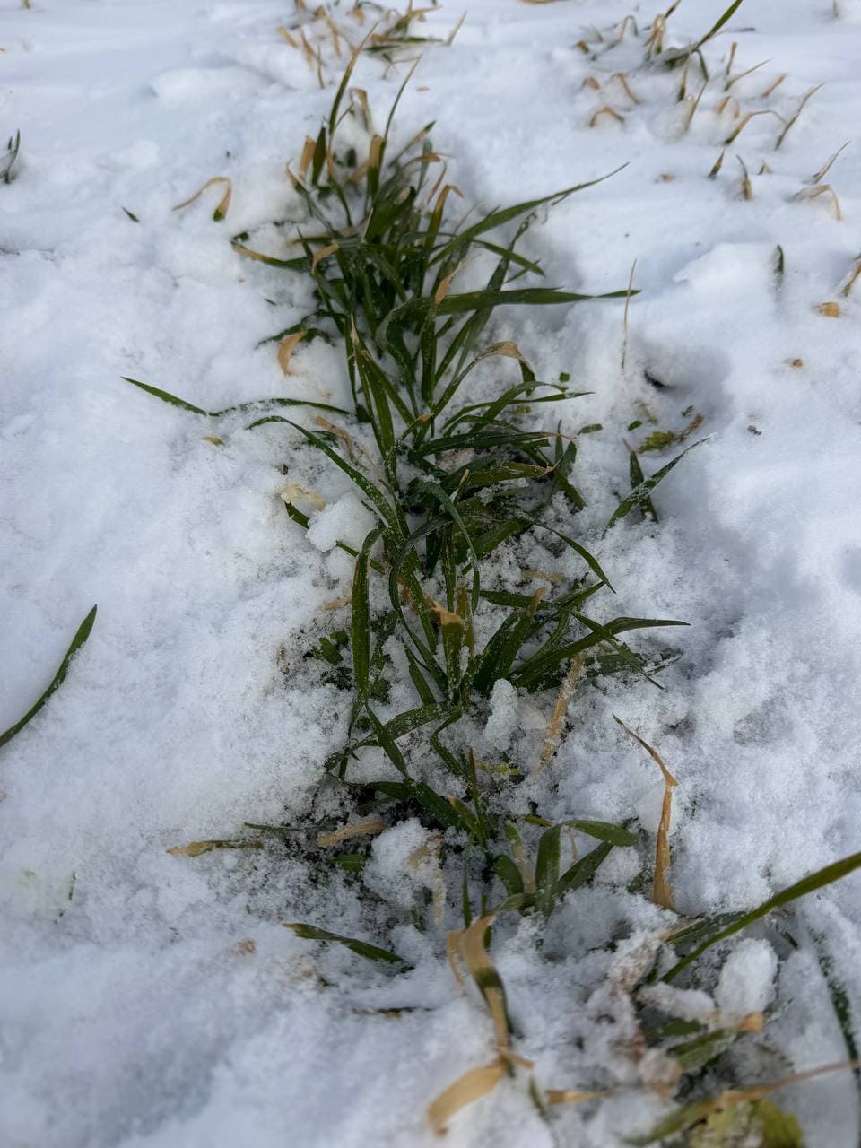 ПЕРЕЗИМІВЛЯ ОЗИМИХ НА ПОЛЯХ ВІДДІЛКУ АБАМЄЛІКОВО, ТОВ 