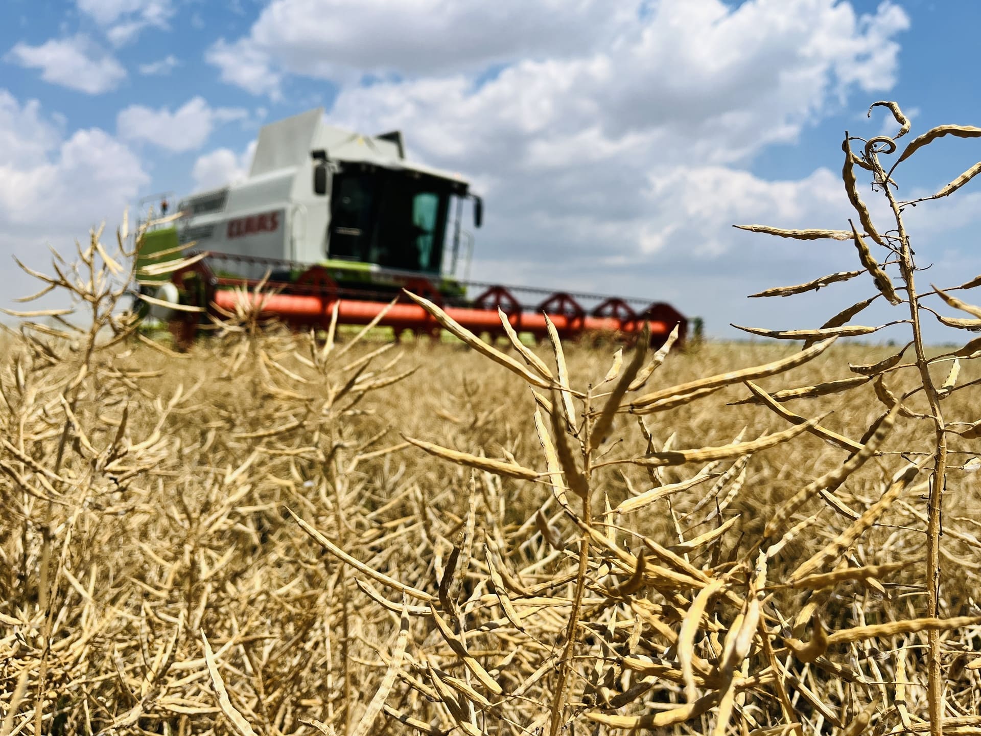 В TEKOM AGRO GROUP СТАРТУВАЛО ЗБИРАННЯ ОЗИМОГО РІПАКУ