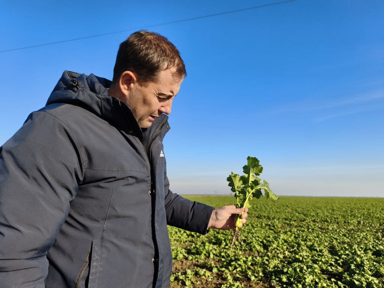 ОЗИМИЙ РІПАК, В 