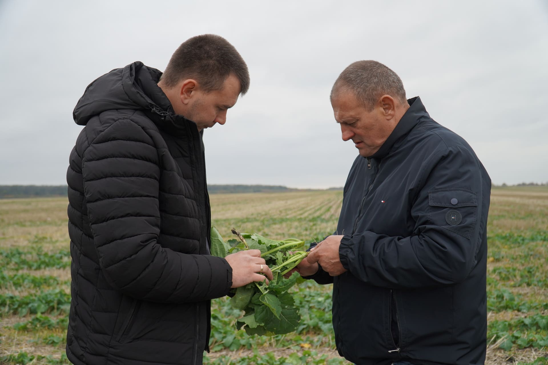 МОНІТОРИНГ ОСІННЬОЇ ВЕГЕТАЦІЇ ОЗИМОГО РІПАКУ У ТОВ 
