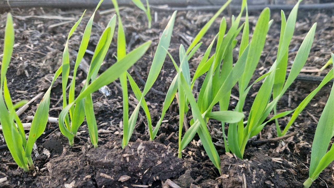 УМОВИ ДЛЯ ОСІННЬОЇ ВЕГЕТАЦІЇ ОЗИМИХ КУЛЬТУР СКЛАДАЮТЬСЯ ЦІЛКОМ ЗАДОВІЛЬНО