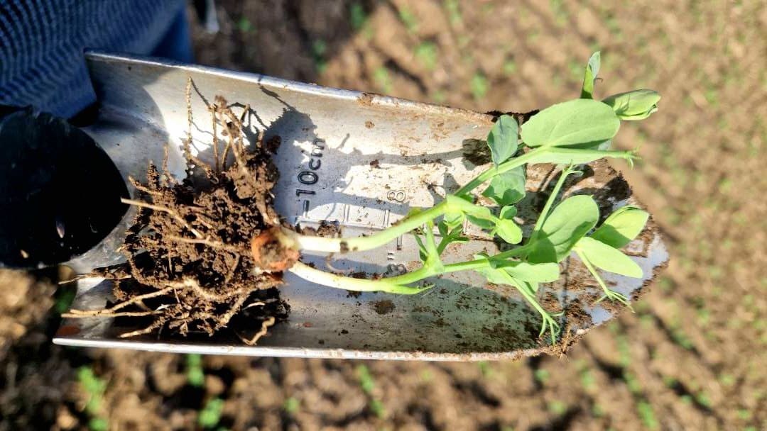 ТРИВАЄ ОСІННЯ ВЕГЕТАЦІЯ ГОРОХУ ЗИМУЮЧОГО 